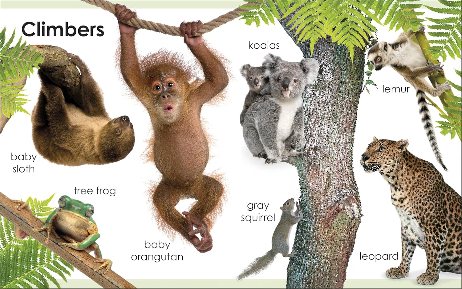 Discover First Animals Book