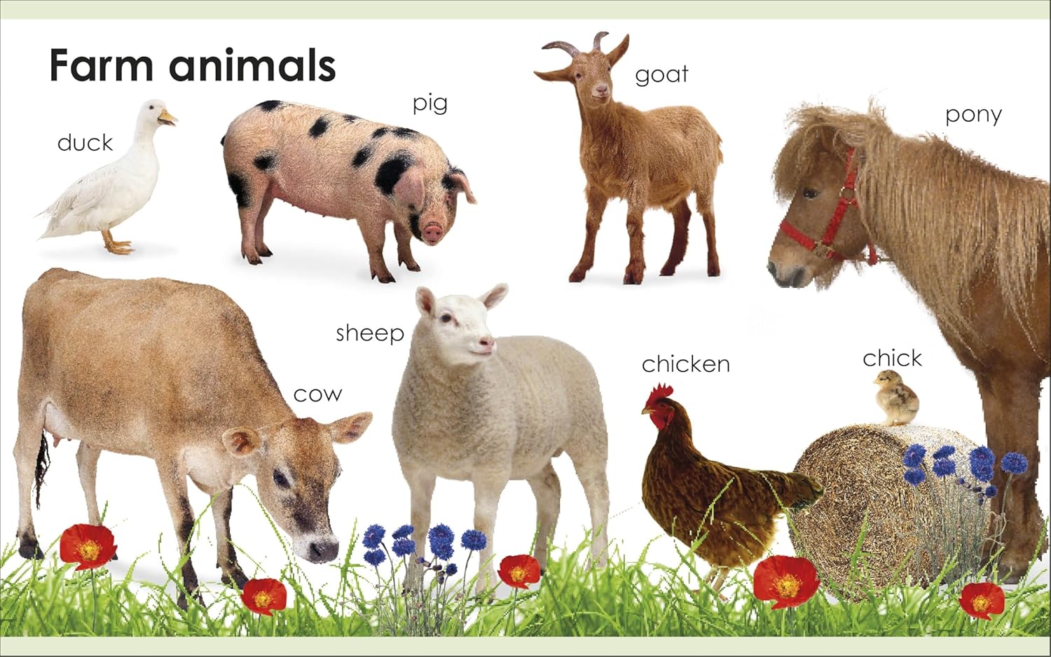Discover First Animals Book